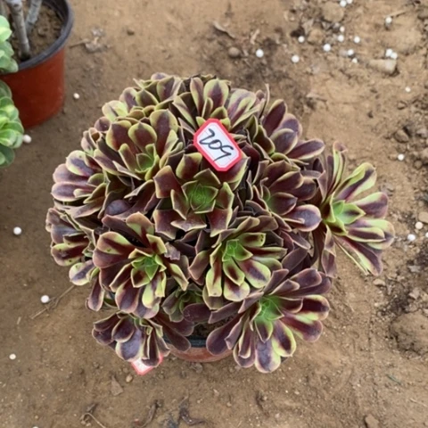 欧嘉莉捧花一物一拍