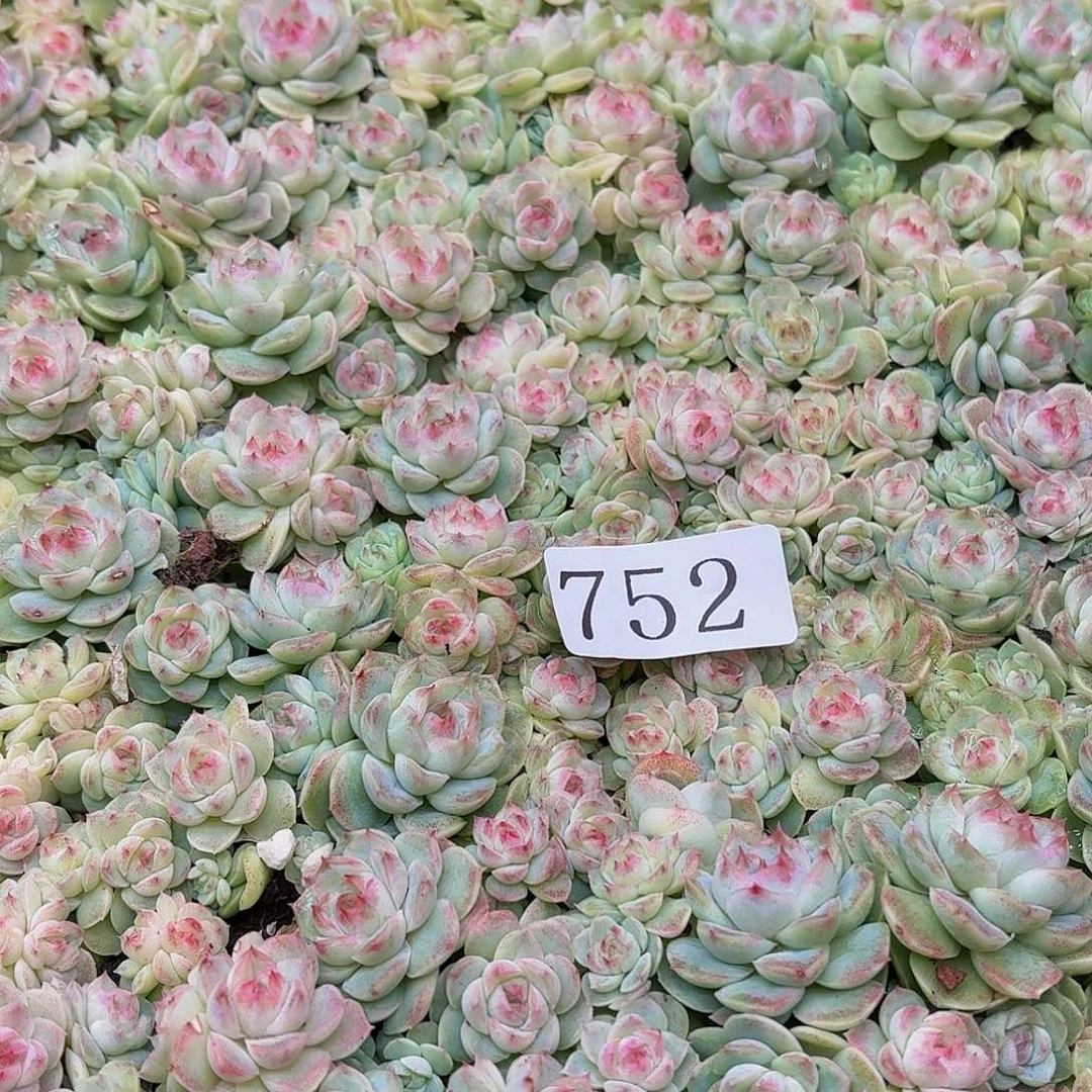 川*?多肉植物多肉植物752