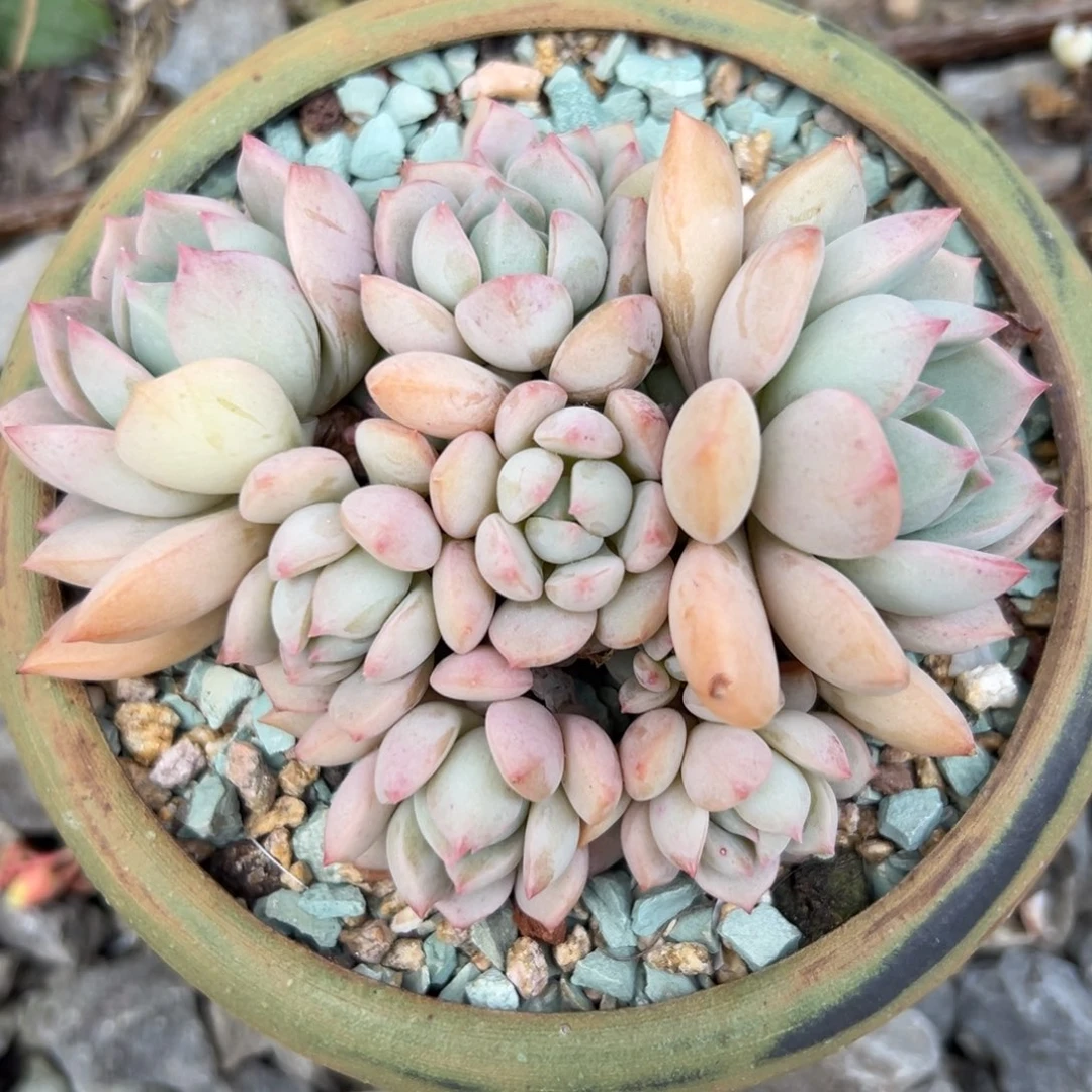 蜜桃格林精控多肉一物一拍