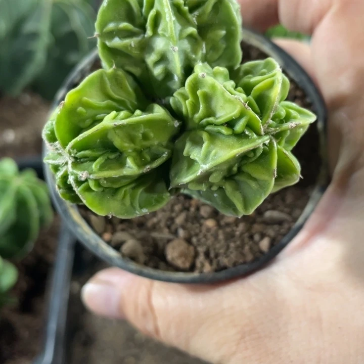爱***秋实生核桃带盆发货
