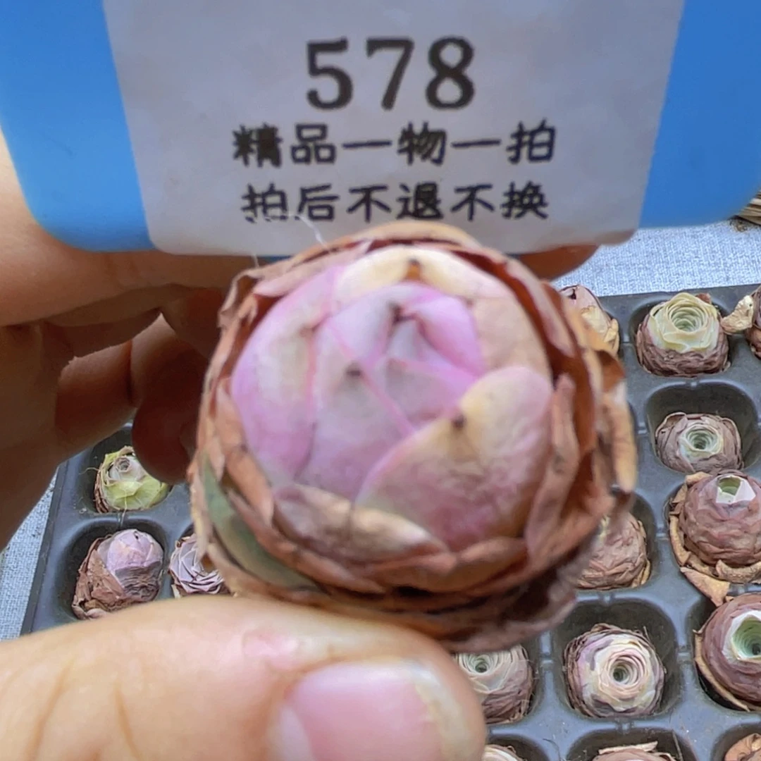 山地玫瑰578裸根发货不售后