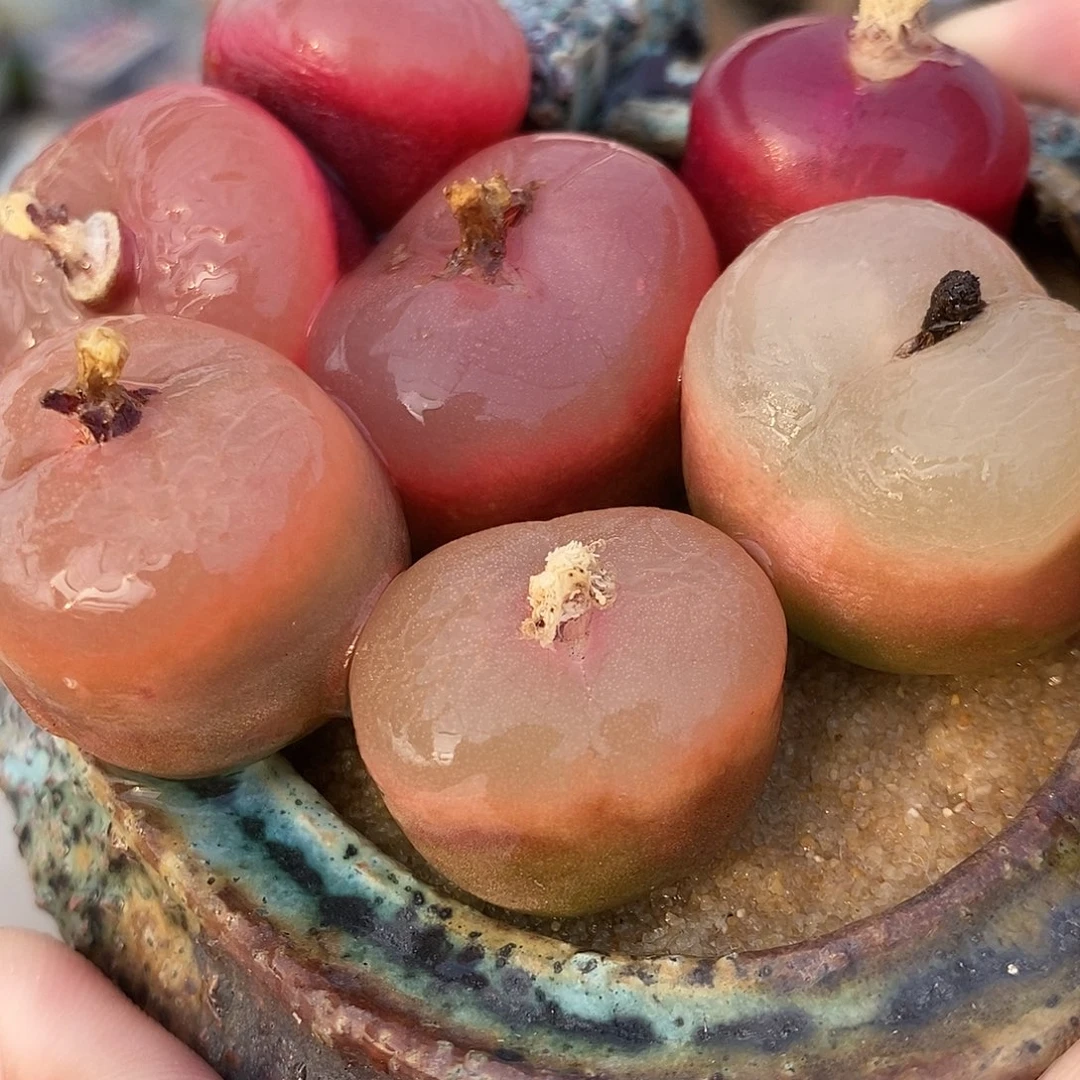 2856冰魄母本一组。