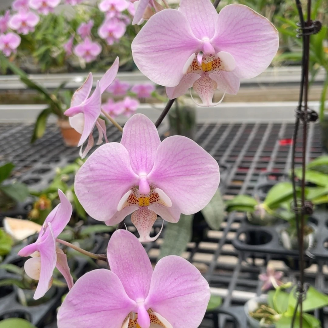 完全开放23FV，3.0杯开花株