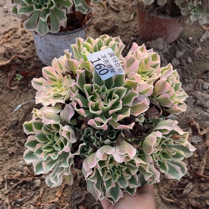 160雨花石绣球1北