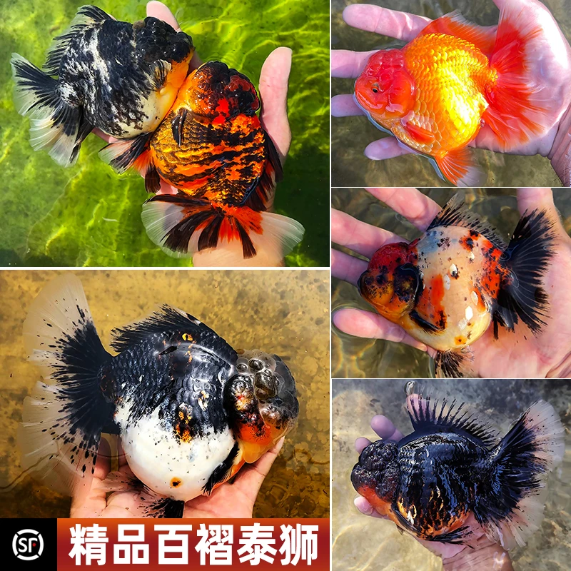 短尾将军玛丽泰狮兰寿金鱼鲜活饲养活体观赏鱼