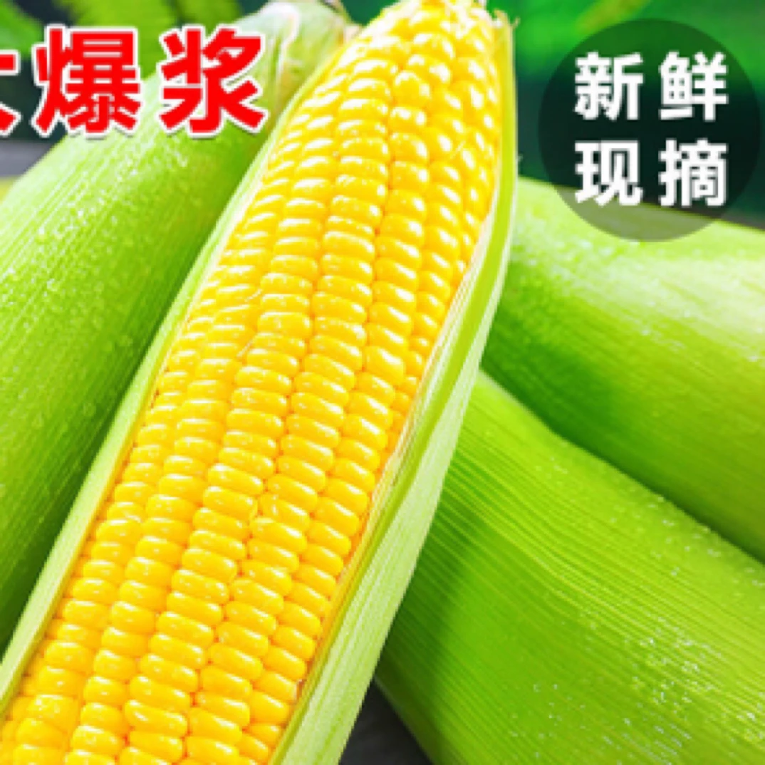 本地水果玉米5-5.5斤±2两【生态园】水果玉米北京市