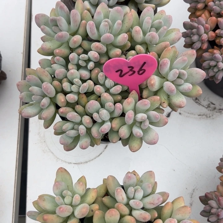 阿***灯多肉植物一物一拍