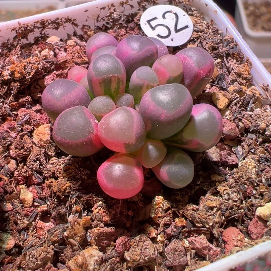 52号五十铃玉锦多肉植物锦一物一拍带盆土