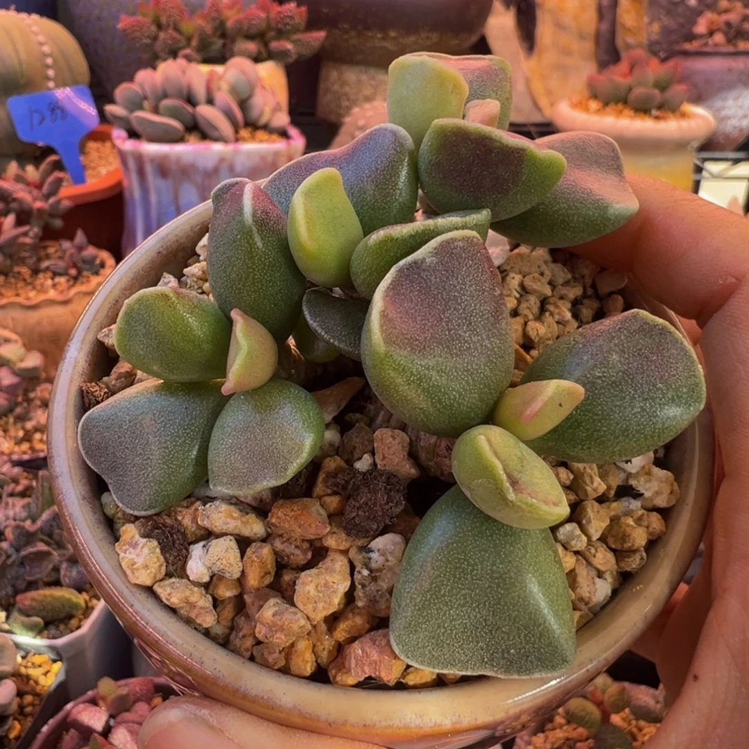 一组自拍，感谢支持