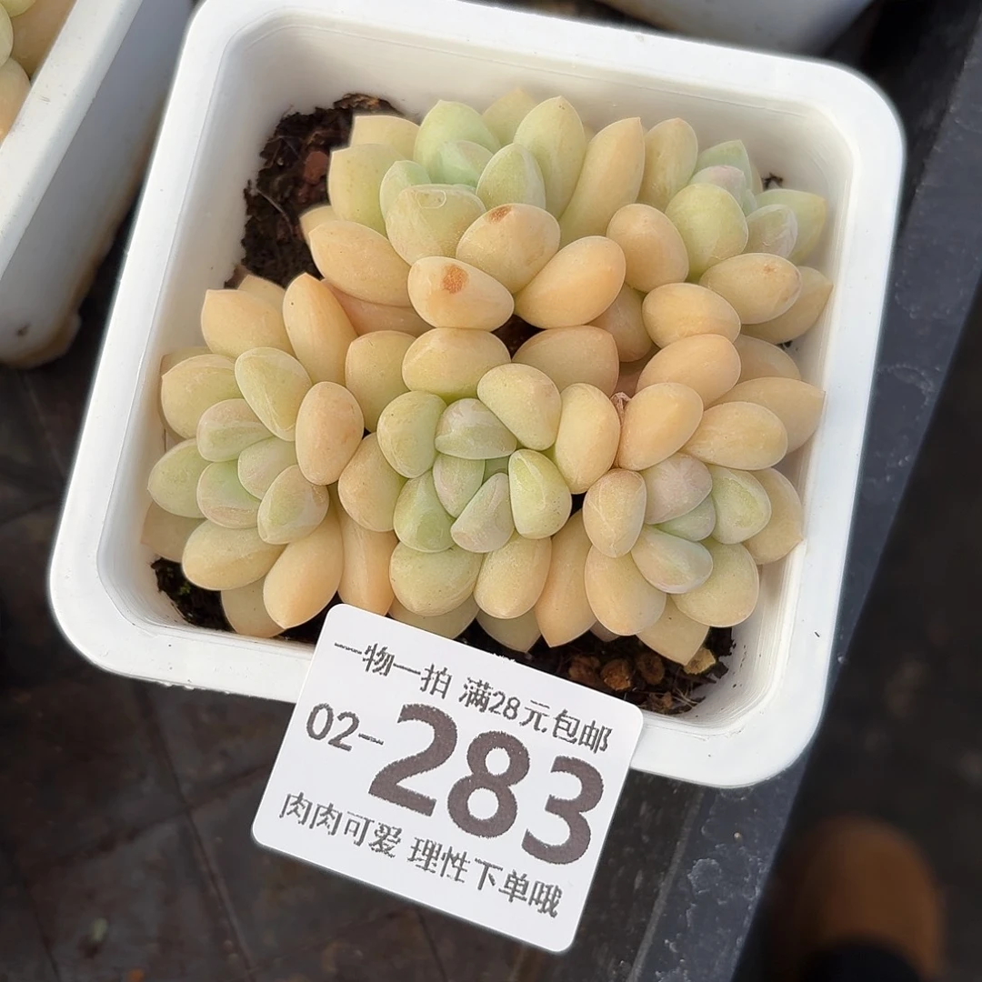 泡泡糖无盆土发货无