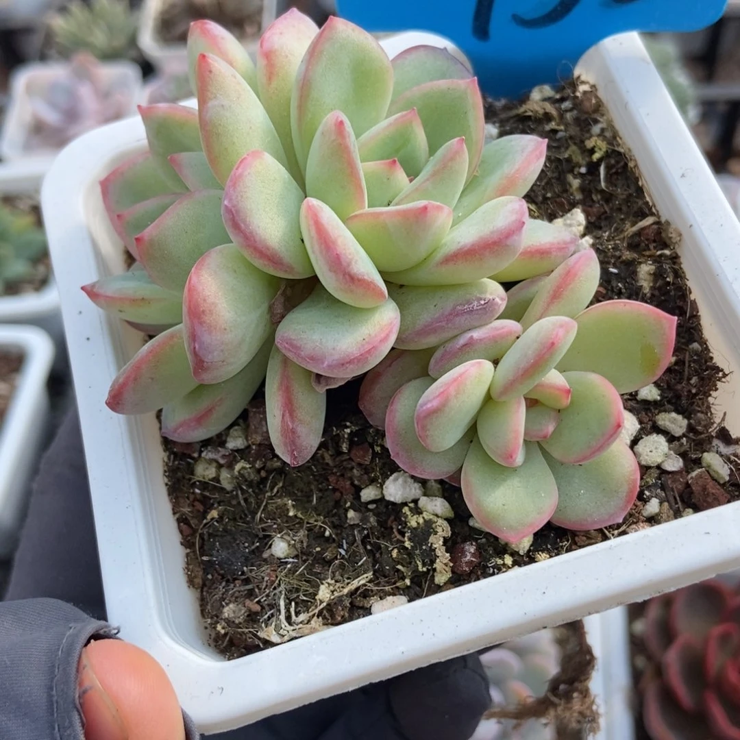 952泡芙多肉植物多肉