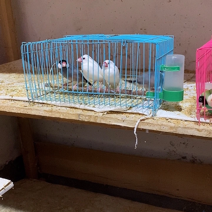 文鸟伦*白加灰文鸟，包活到家