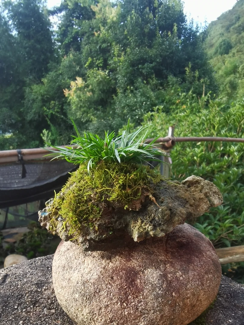 附石金钱菖蒲服盆老桩小盆栽水培植物室内办公桌面微景观盆景迷你