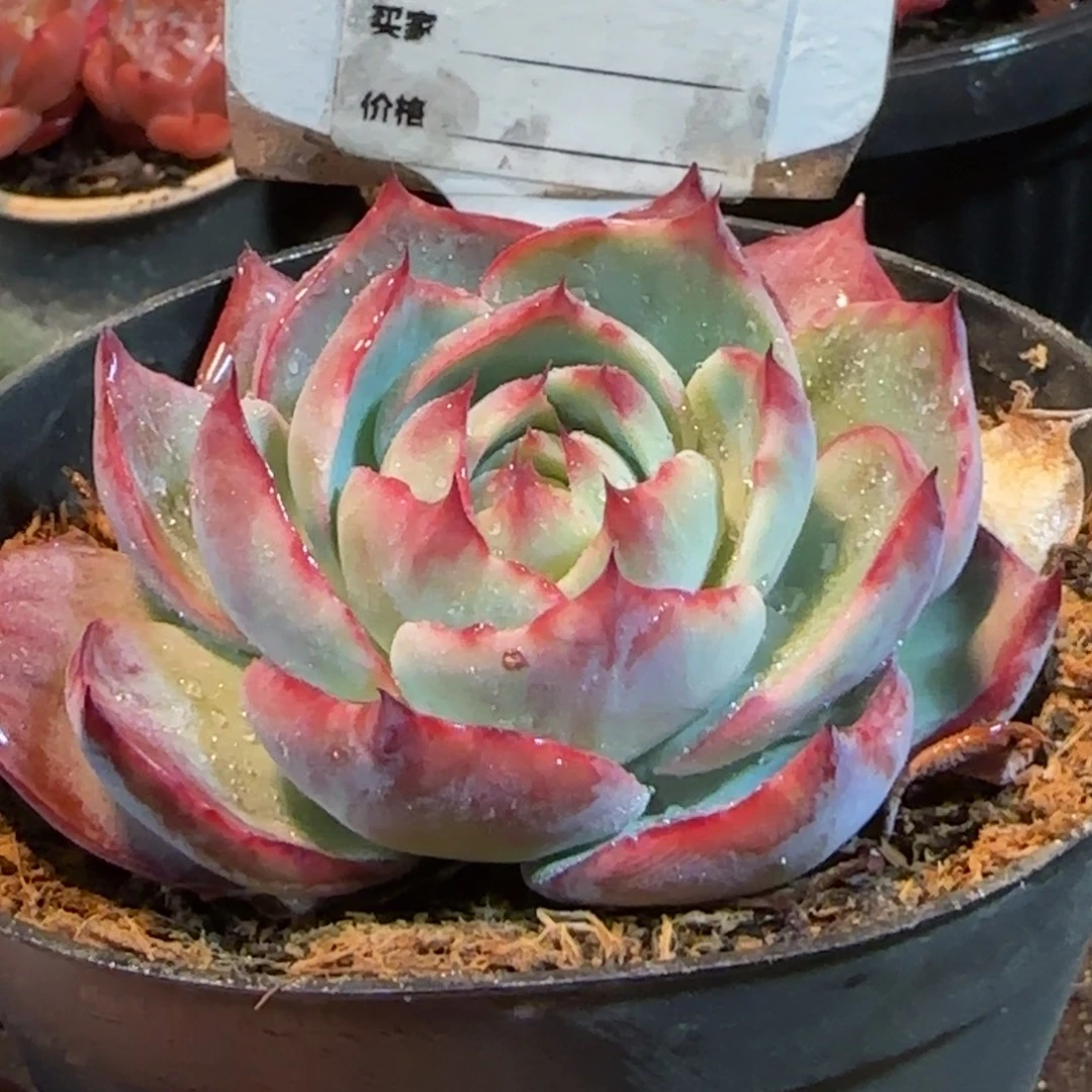 花脸惊鸿一物一拍包装收缩花旱720