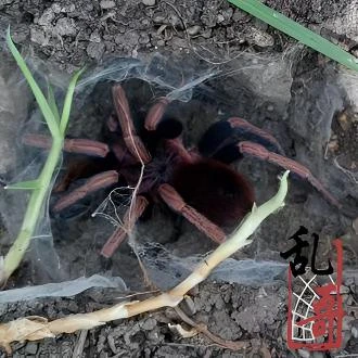秘鲁阿帕圣卡(炎阳)宠物蜘蛛活体Theraposidae sp  apasanca
