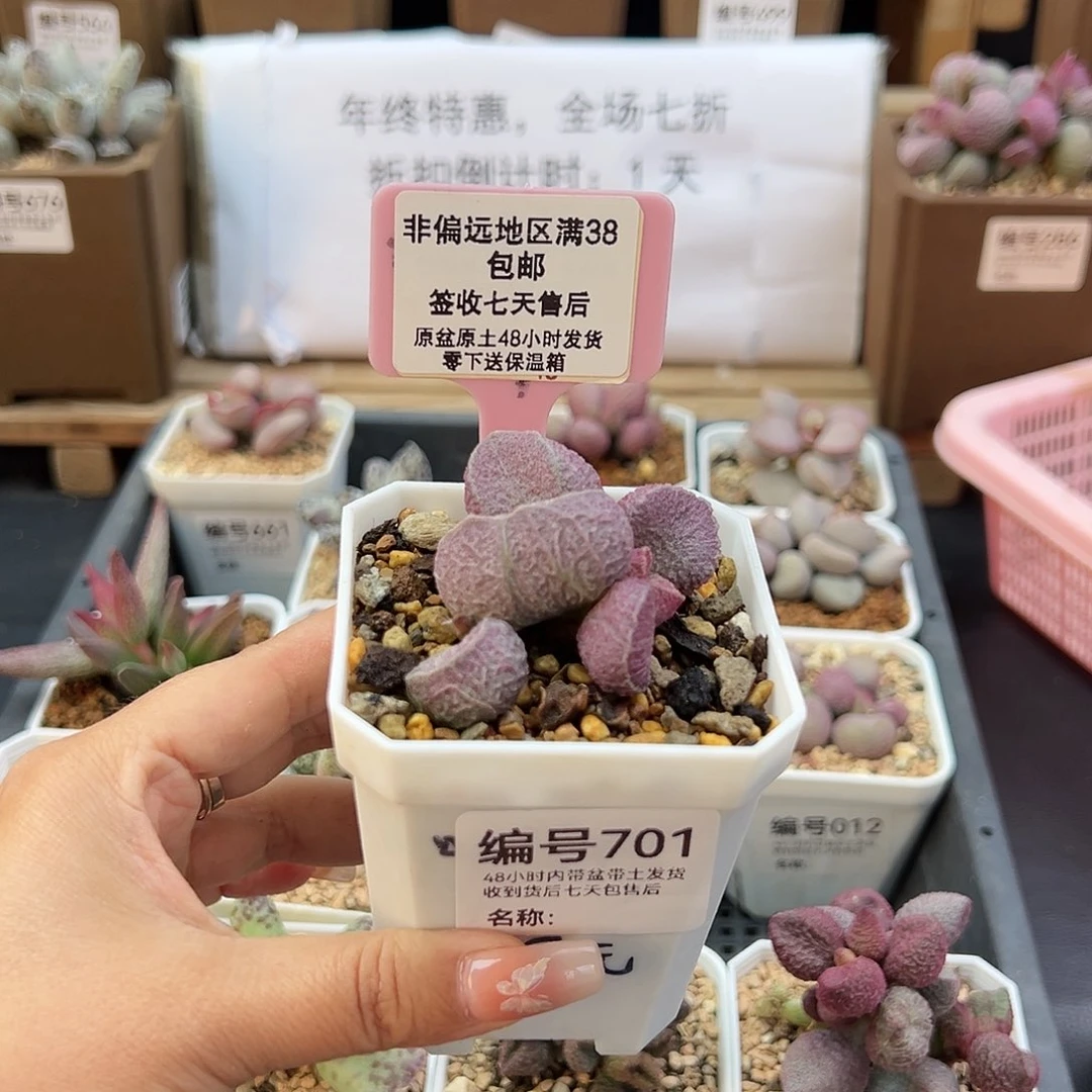 黄*笑701哈默猪干多肉植物