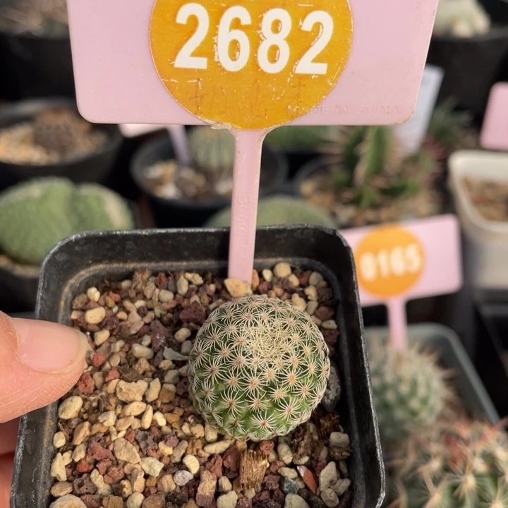 实生白子法师26820000