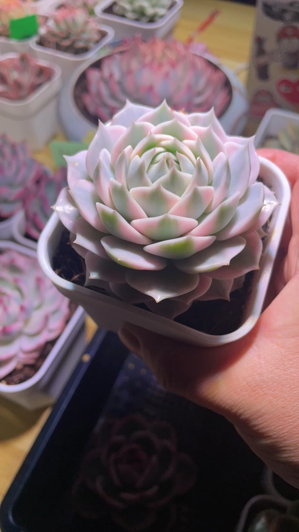 露娜莲多肉锦盆栽花卉