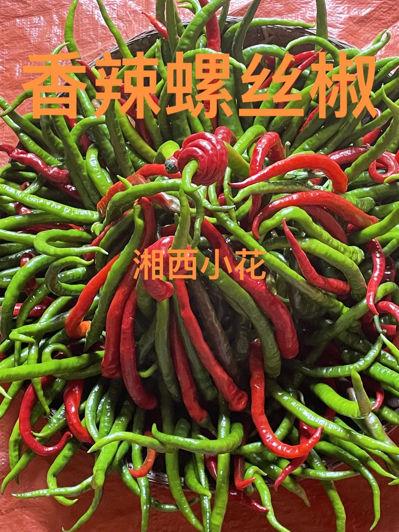 （农村土辣椒）露天种植 精品螺丝椒现摘现香辣型辣椒