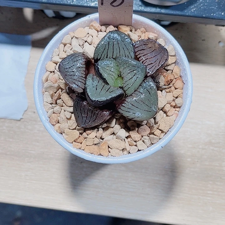 巨大化日月潭新手好养的