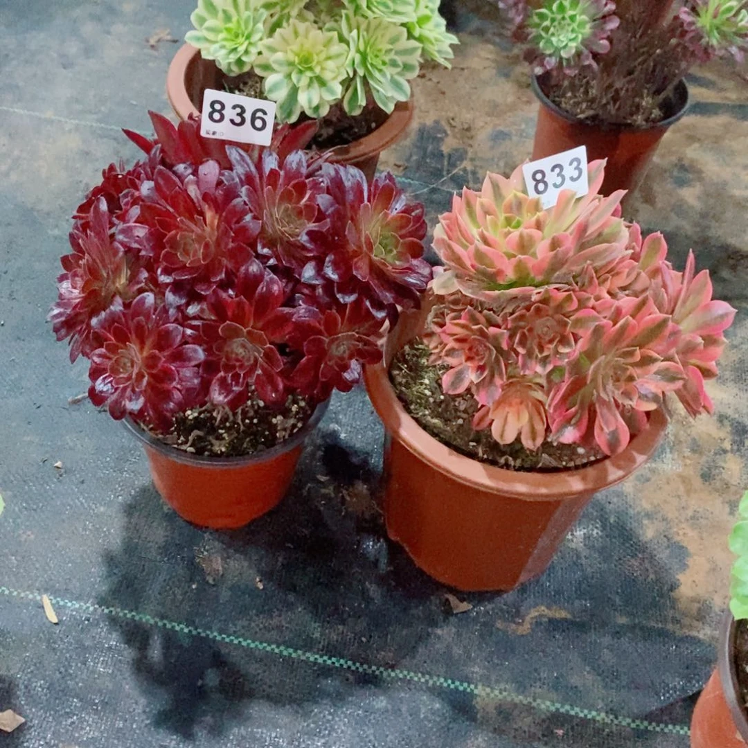 组合833836多肉1111