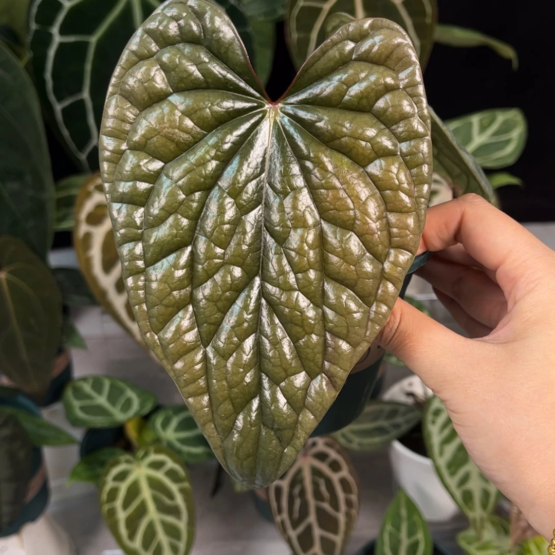 不开花植物奢华侧芽356