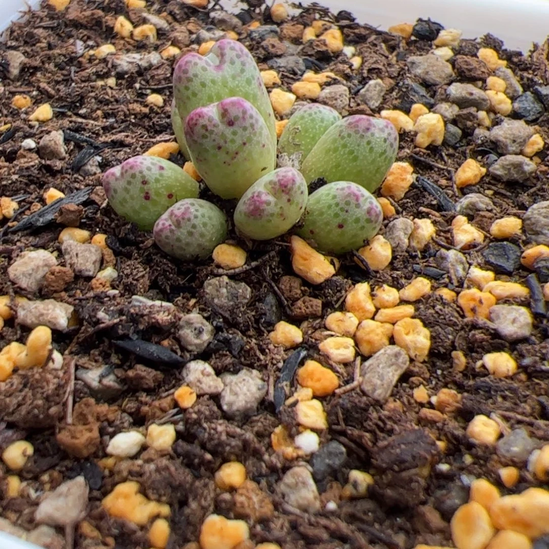 12.19斑马杂多肉植物33