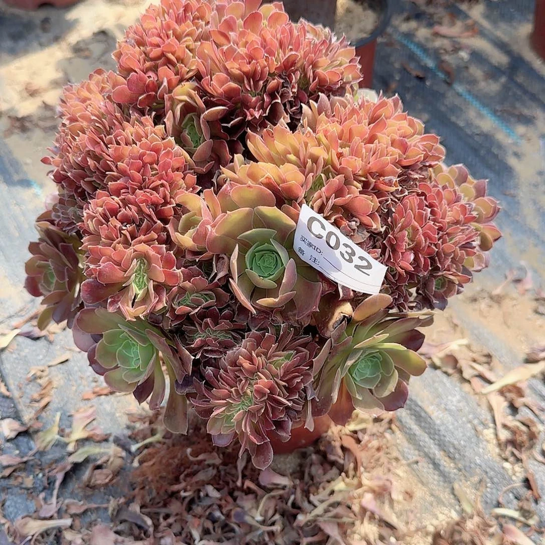 032玫瑰朵朵一颗呀呀