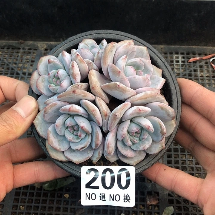 星影石榴籽福利出咯 200