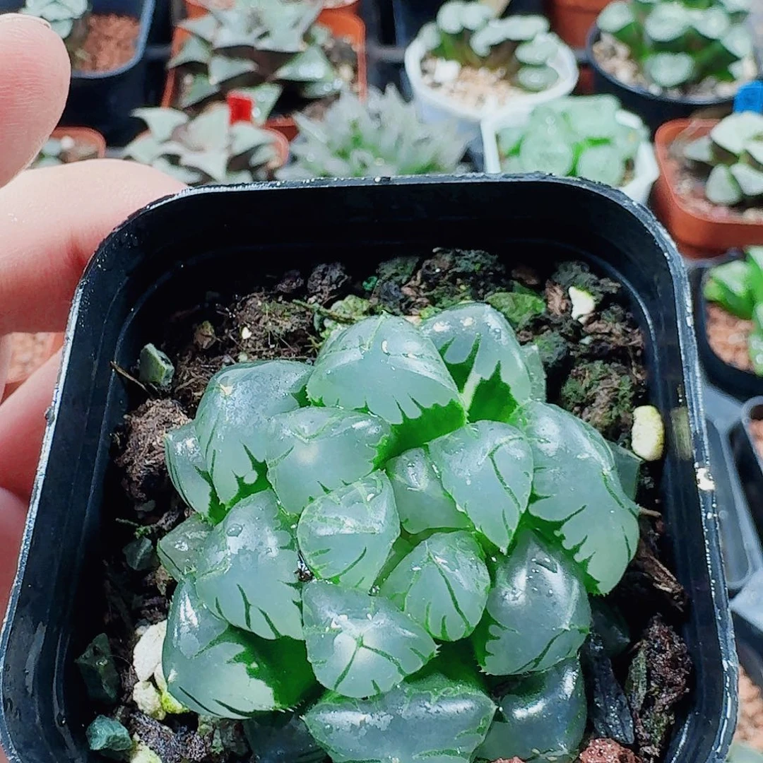 十二卷福利活动开始