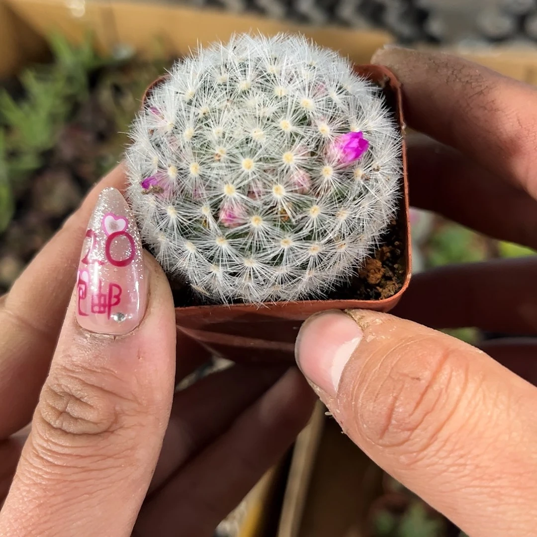 嘉文丸2号单头发货有根