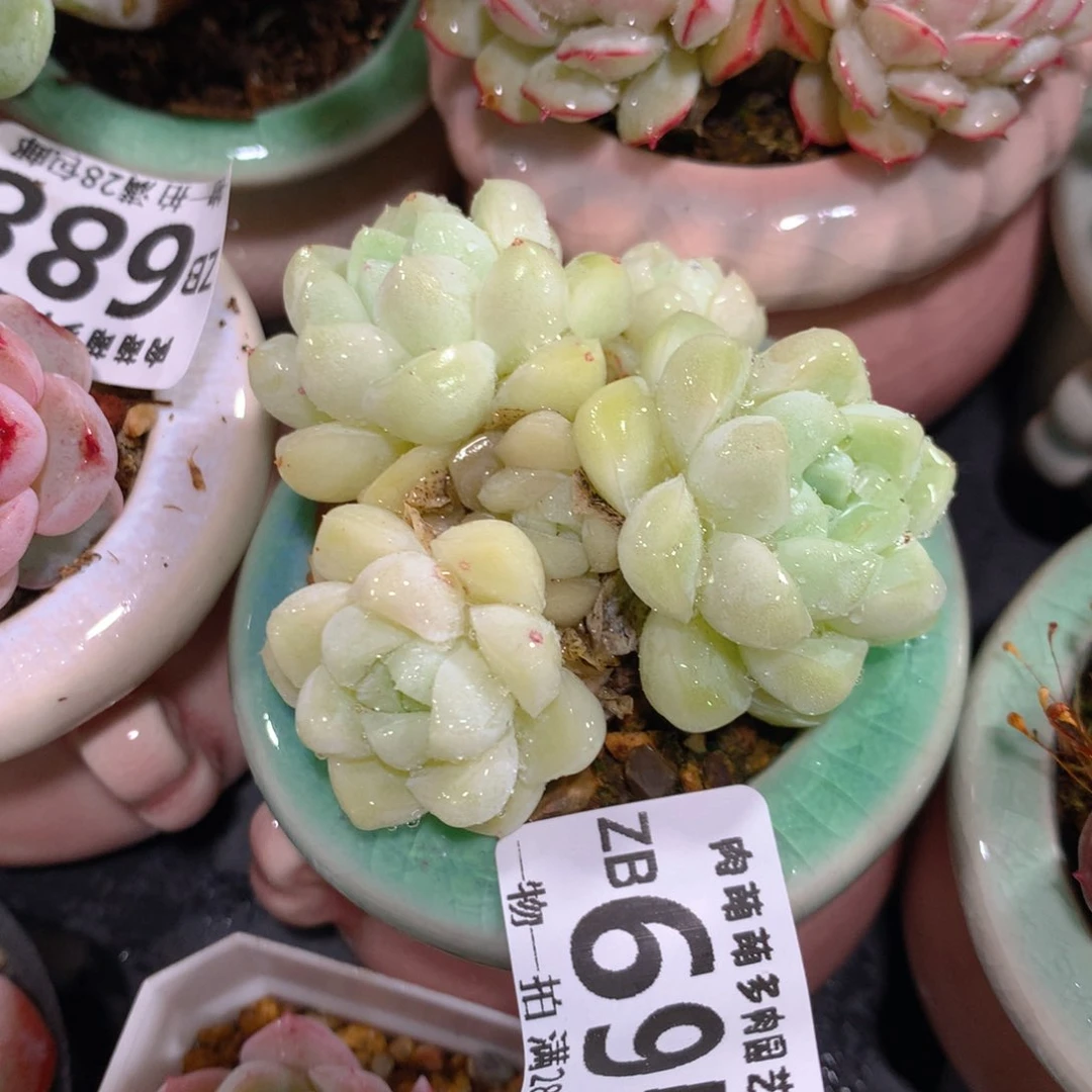 5CM拇指盆精控多肉ZB695