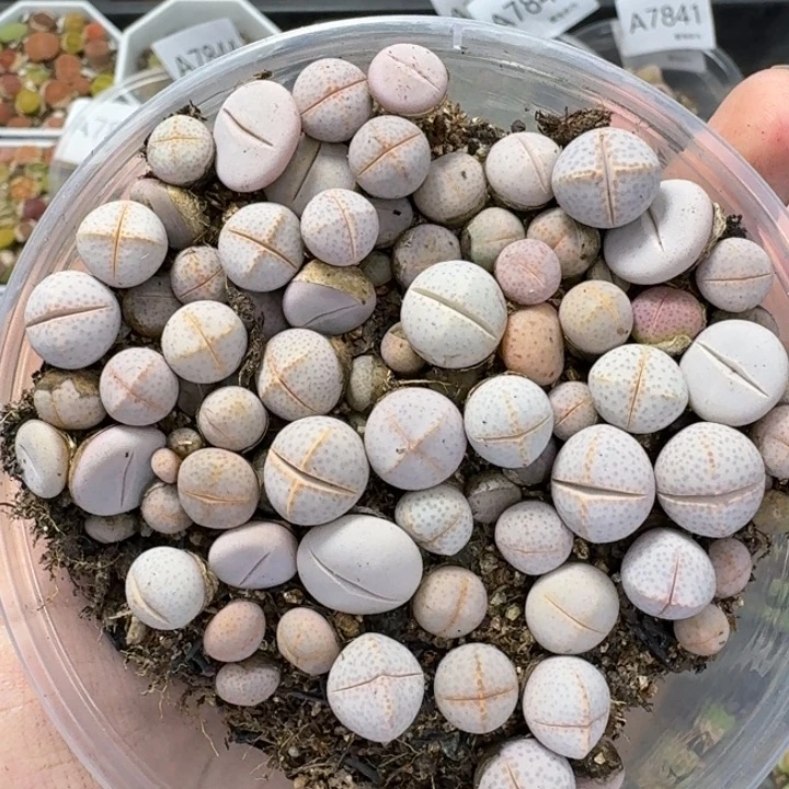 7851 生石花和肉锥