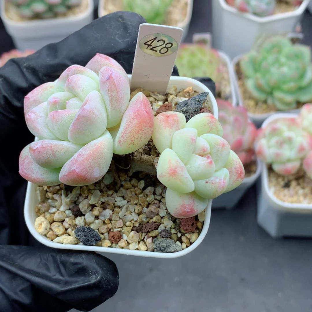 58包邮  群生不包整428