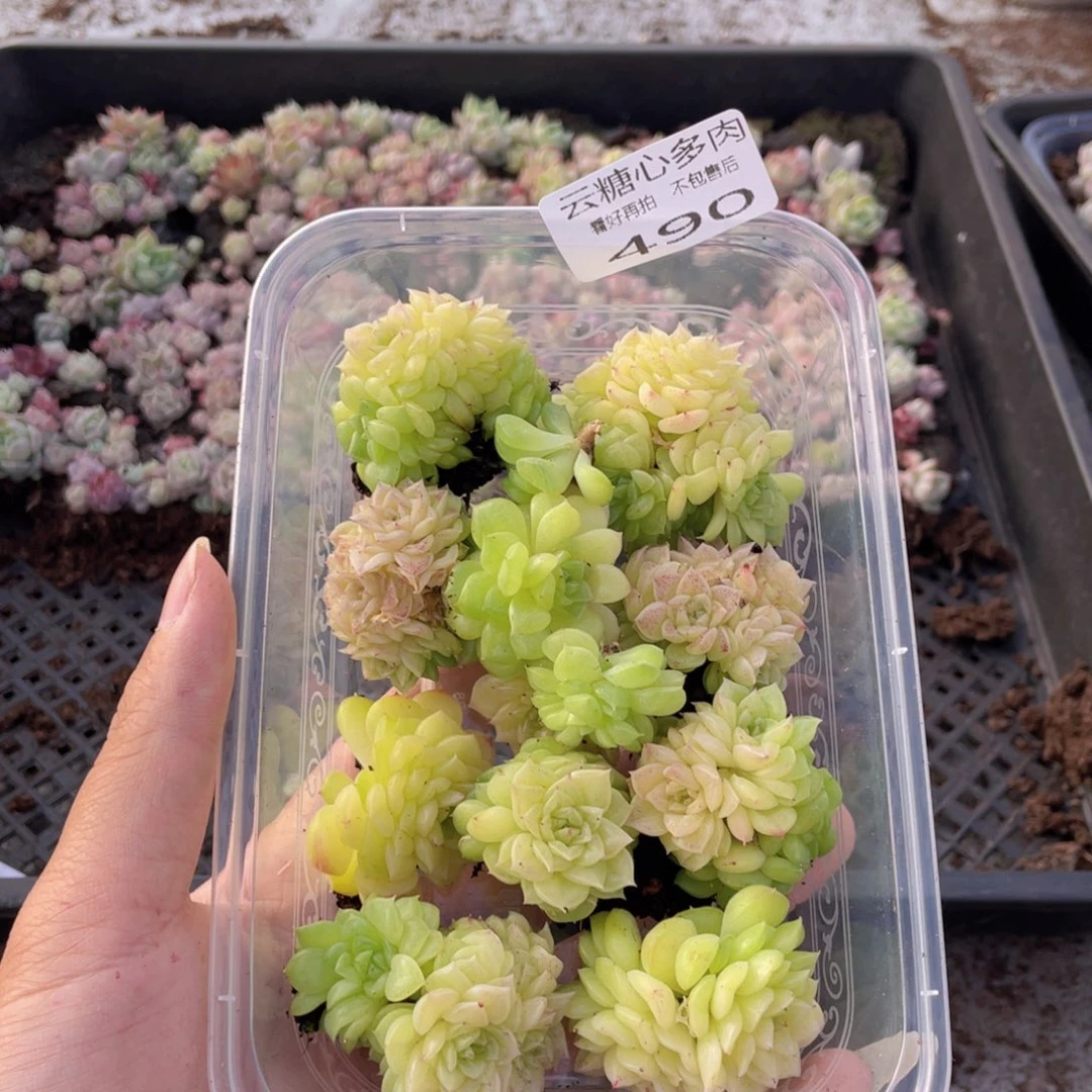 云糖心多肉植物490