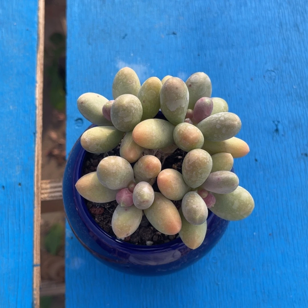 糖果美人 十公分 带盆