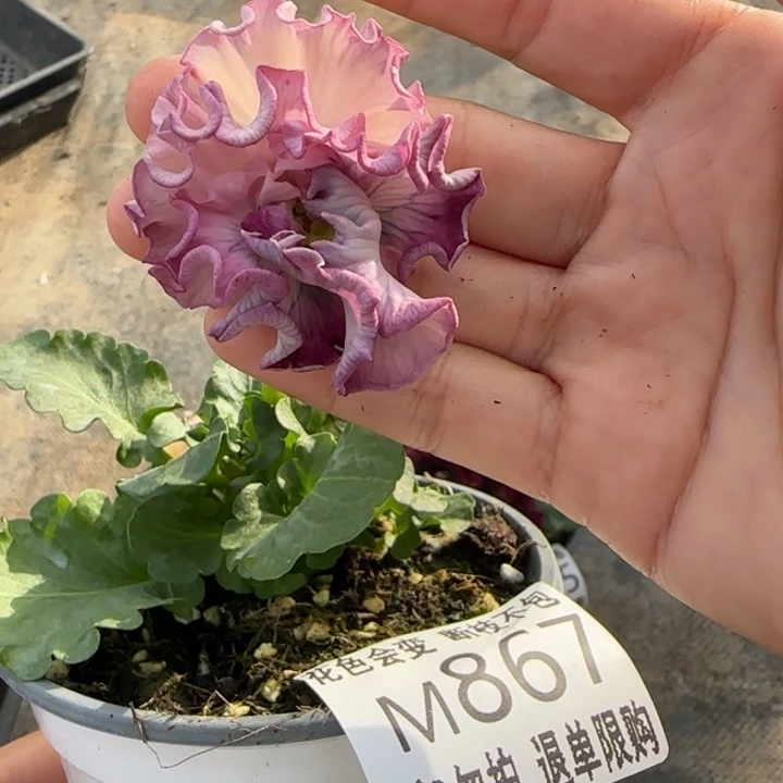无花朵M867小苗默认苗晃零下5勿拍