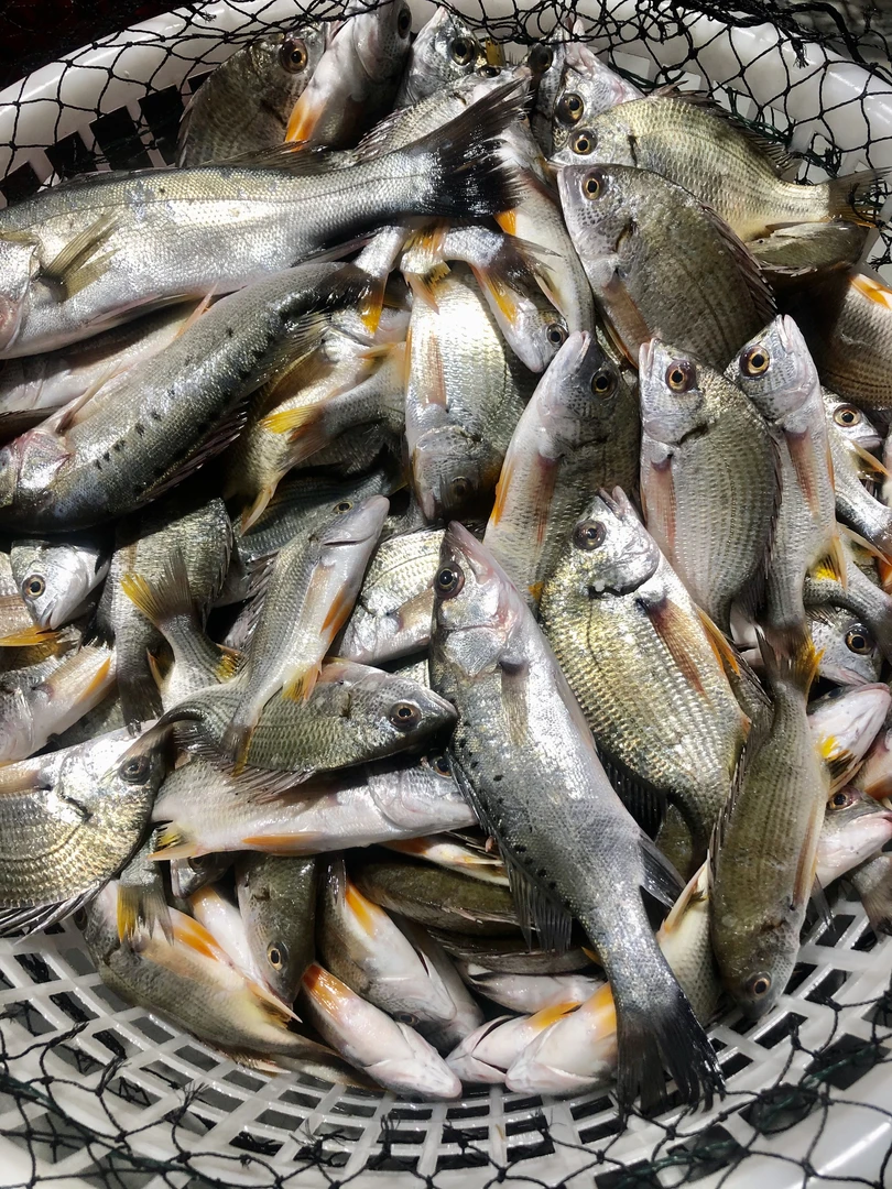 野生.活杀小黄翅奶鲈杂鱼.4斤（8-10条左右/斤）