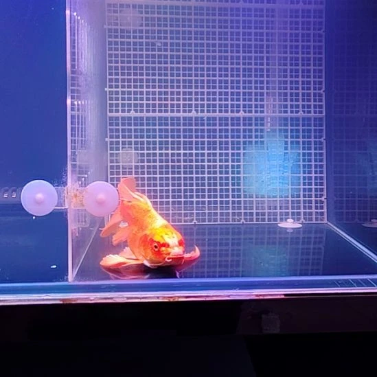 惊***瞥海水鱼红色1条20...22