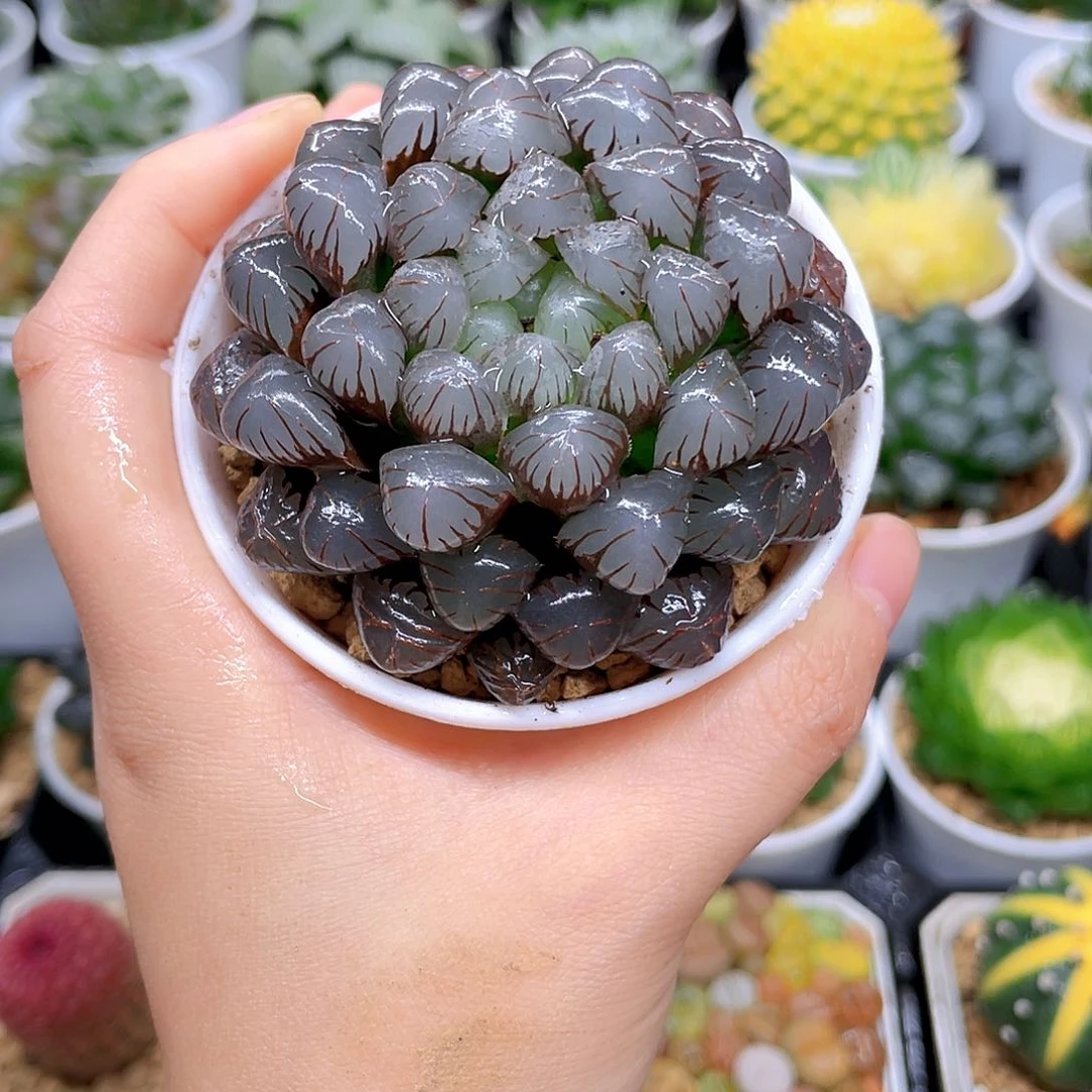 紫冰灯玉露，原盆