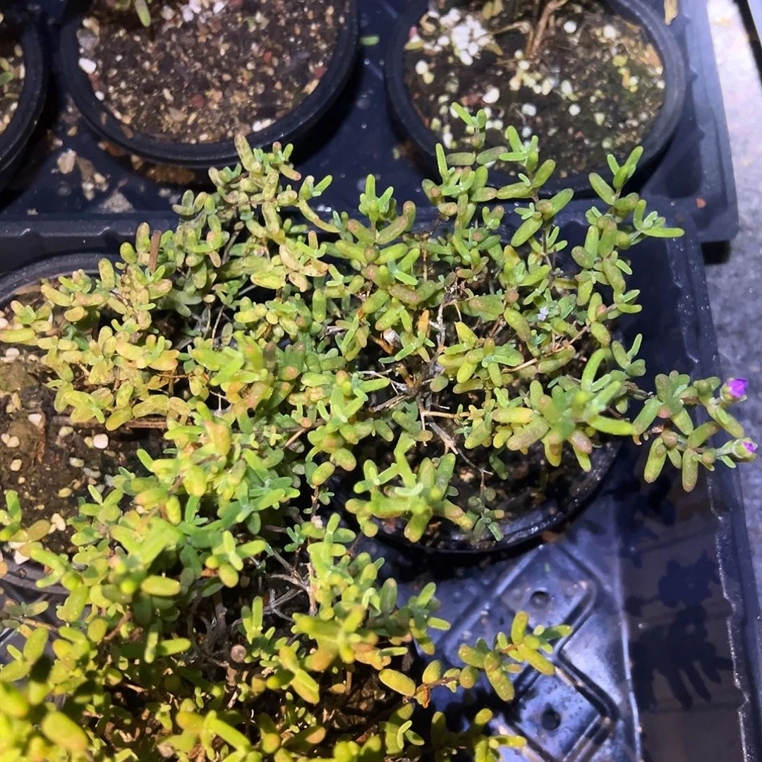糖球黄虎斑锦120盆老桩