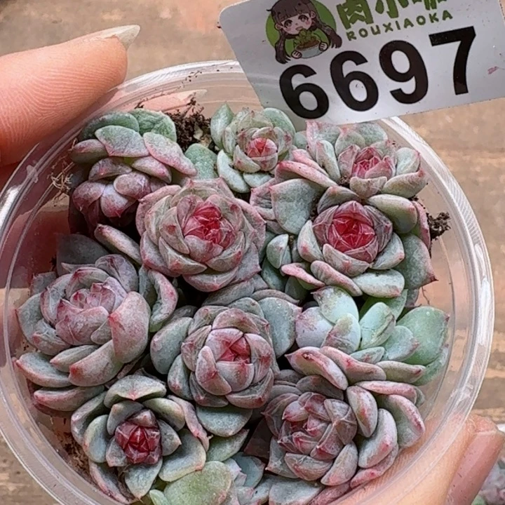 多肉植物多肉植物