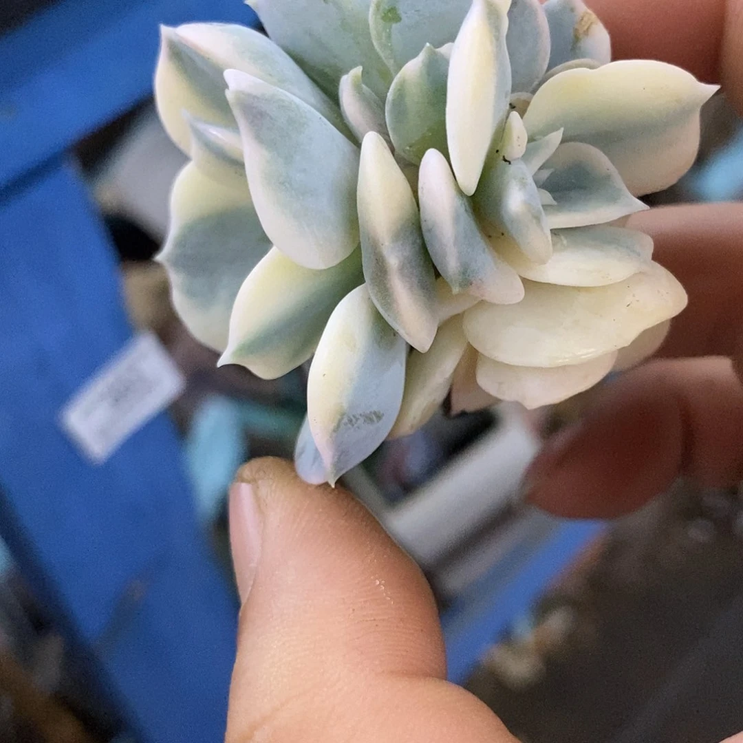 48丽娜锦布袋石化底座炸多肉植物