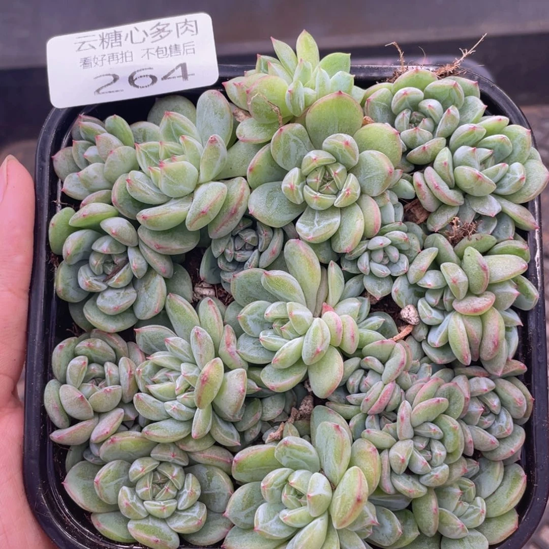 云糖心多肉植物264