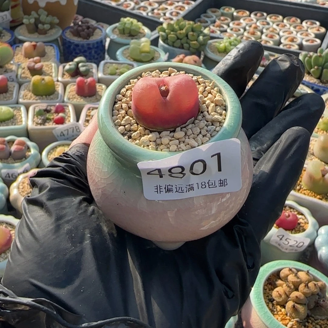 4801--一物一拍 带盆