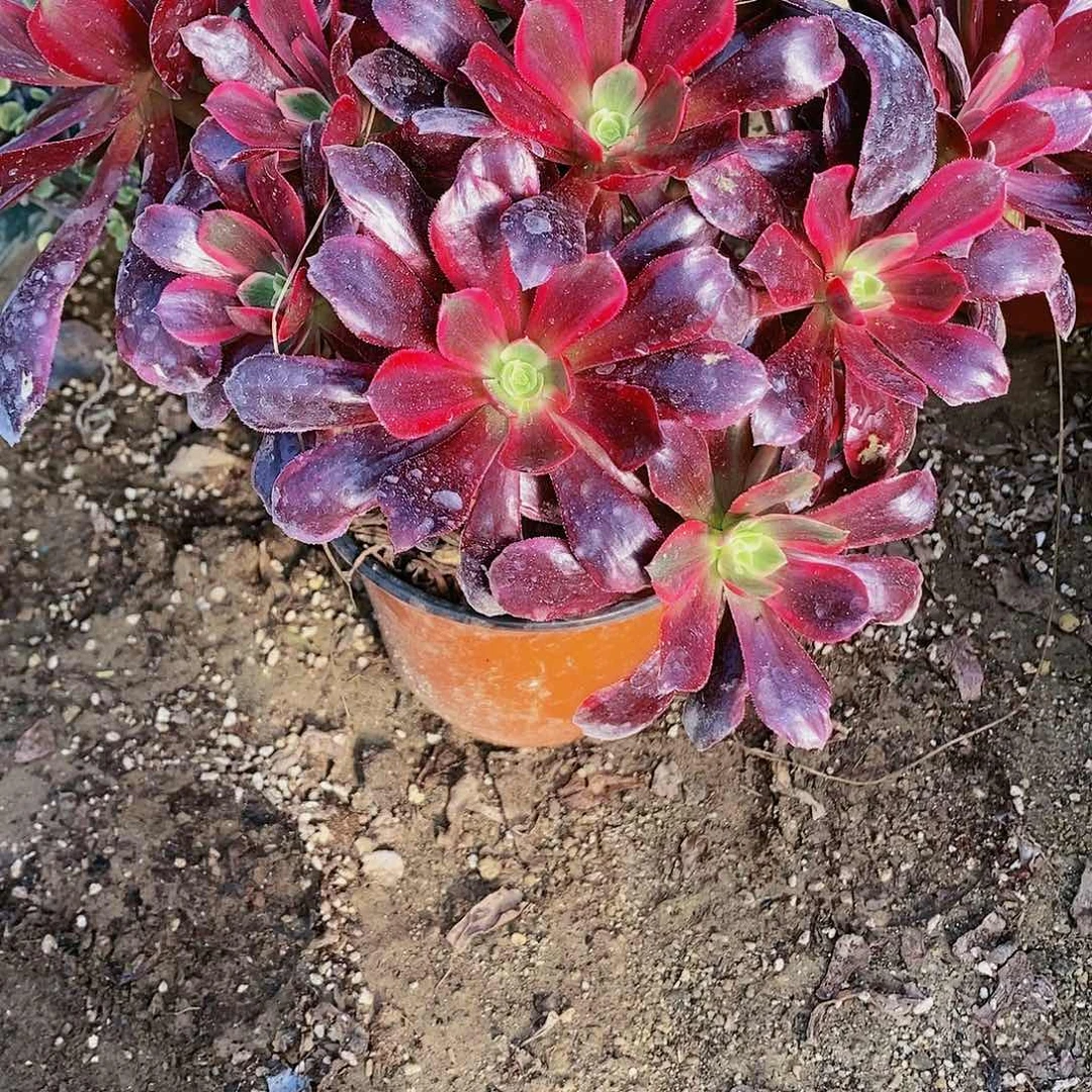 564号赤霞飞20包邮不包断枝