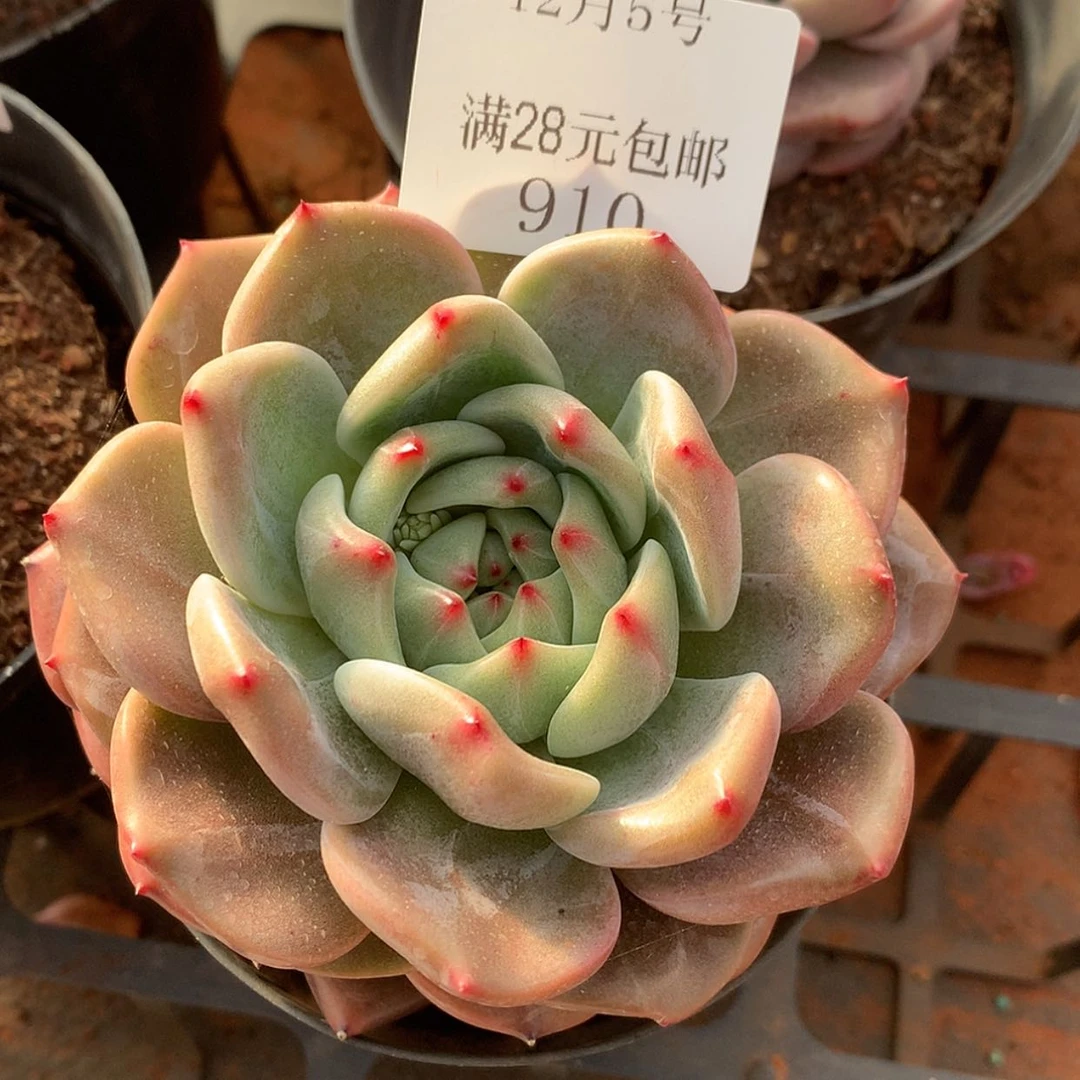 【闪购商品】云910号九厘米