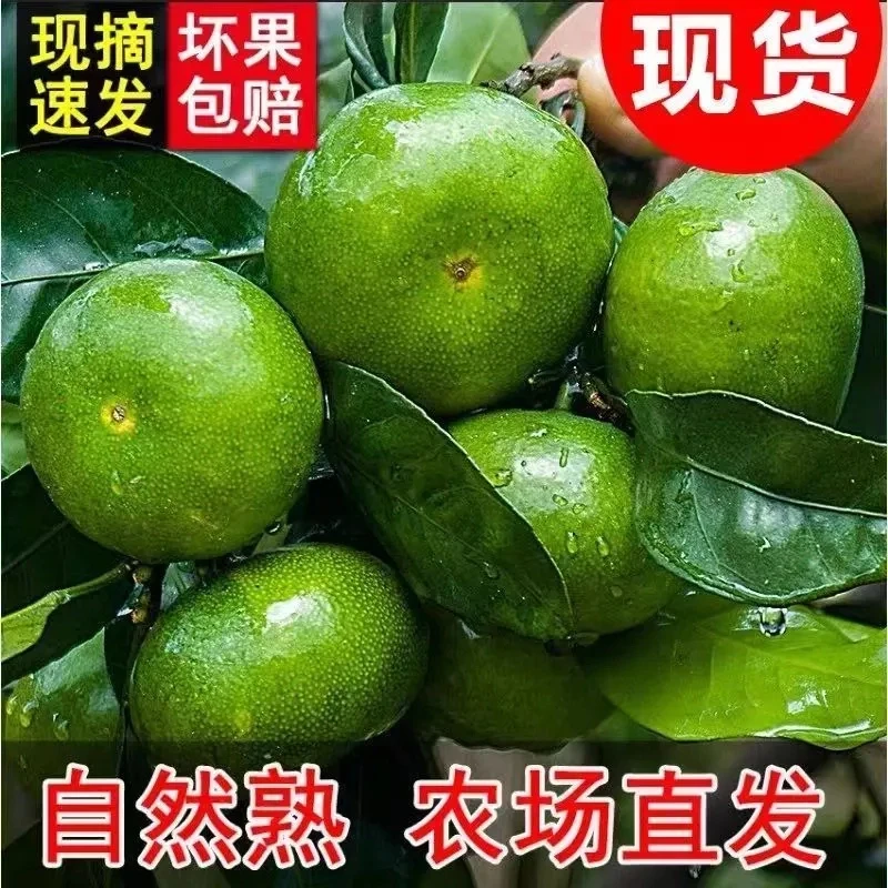 【5斤！半价抢】云南青皮蜜桔子新鲜蜜橘应季水果孕妇酸爽多汁5/9斤