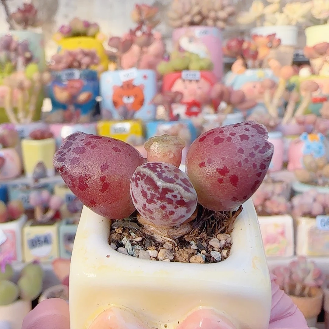 L 粉海豹 盆口2.5cm