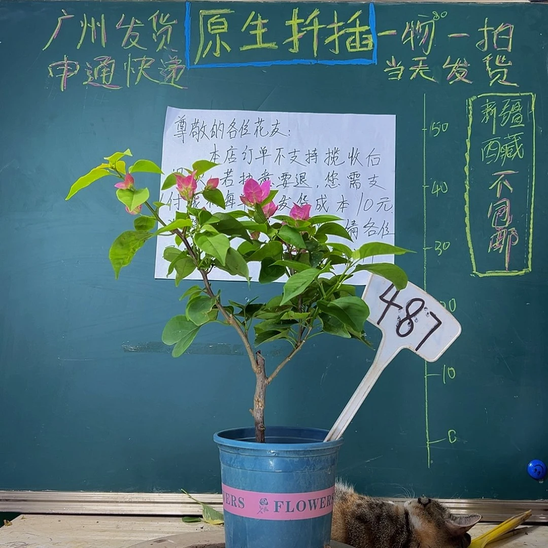 当前无花栽培后可以开花 绿叶宫粉 487